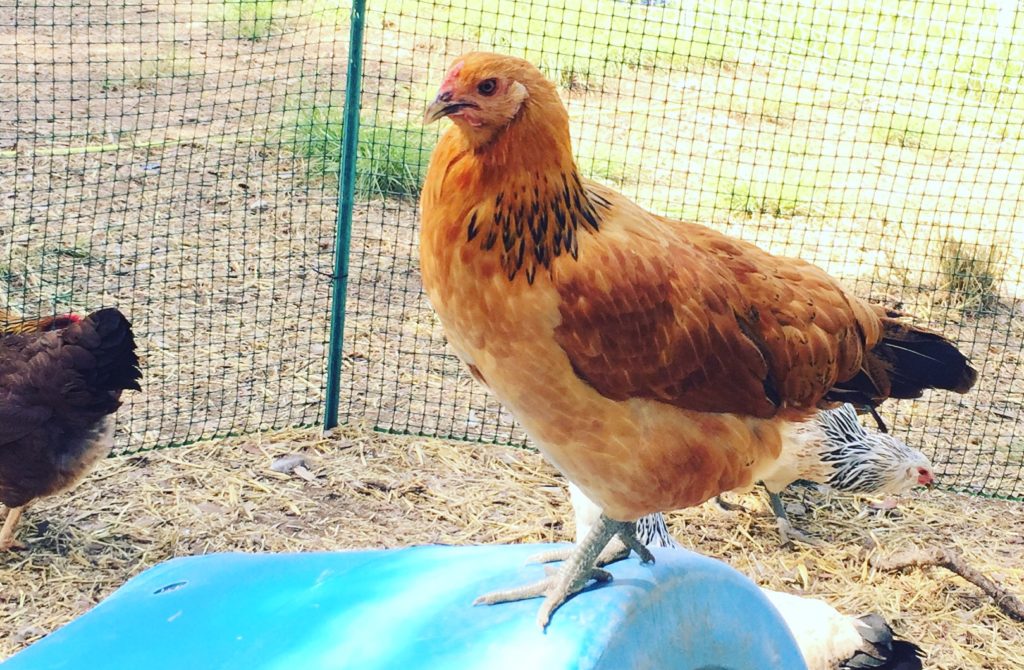 Meet the Easter Egger Chicken