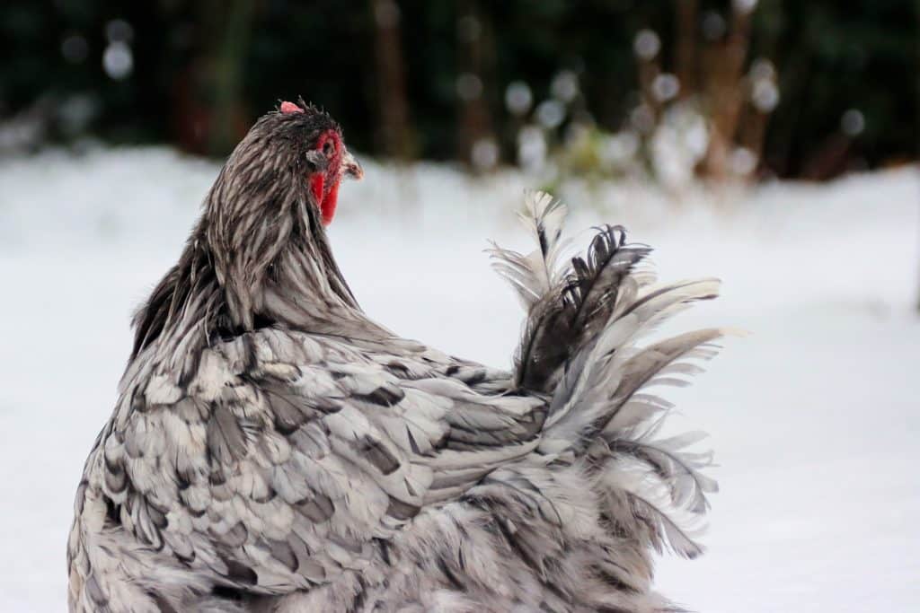 Orpington chicken happy during winter months