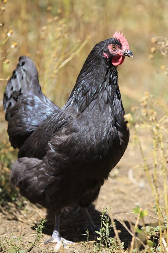Australorp Chicken Hen