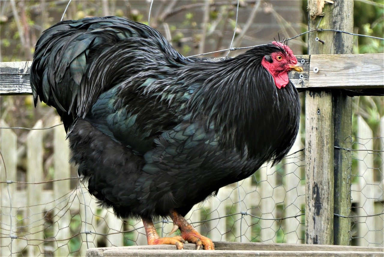 versneller scannen antenne Australorp Chicken: An Egg Laying Machine - Raising Awesome Chickens