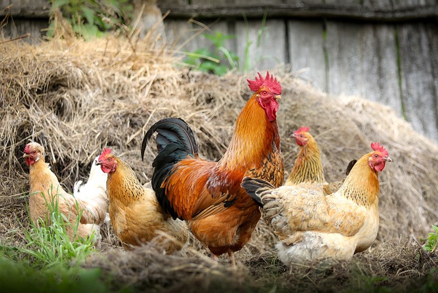 From Novice to Pro: Mastering the Art of Raising Chickens for Beginners