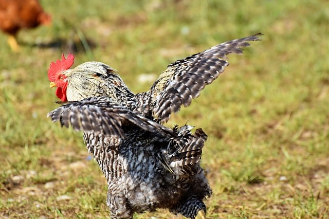 Managing Chicken Dynamics