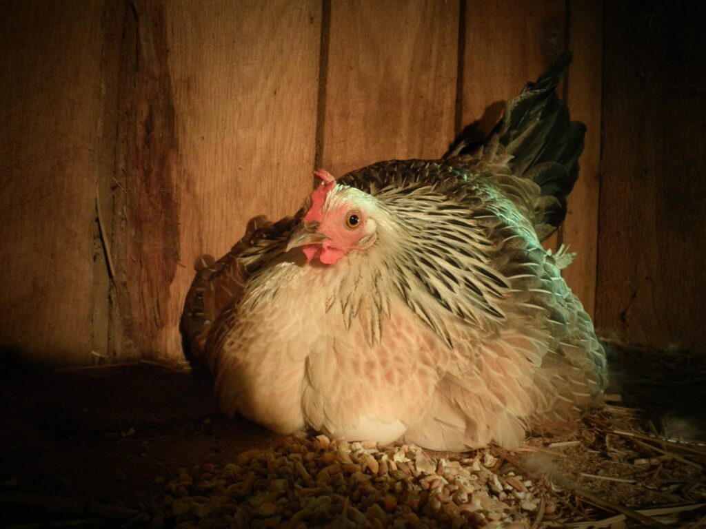 Hen in nesting box