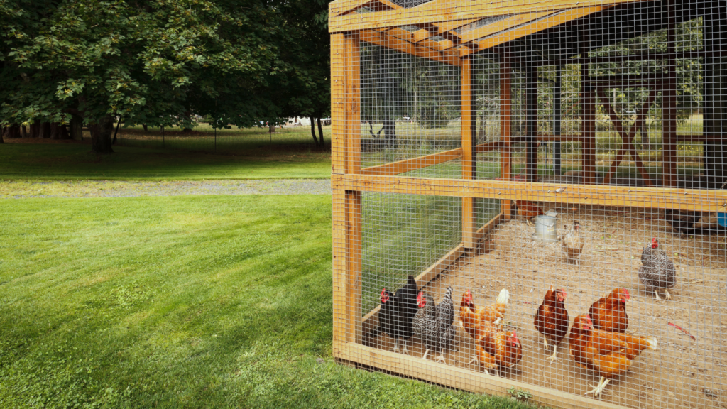 chicken coop building