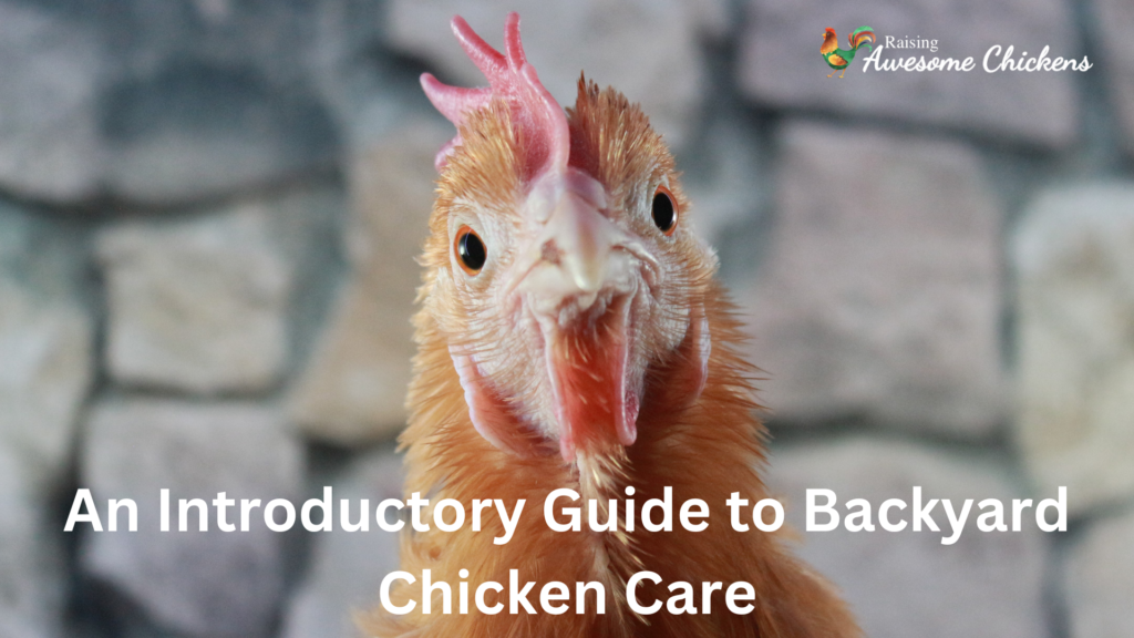 An Introductory Guide to Backyard Chicken Care