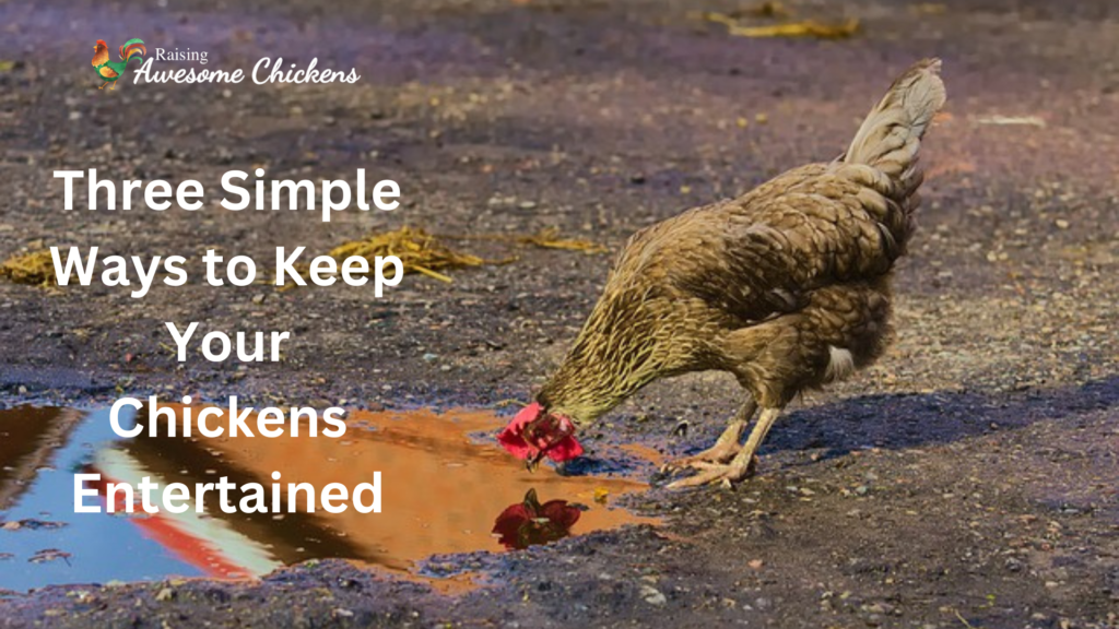Three Simple Ways to Keep Your Chickens Entertained