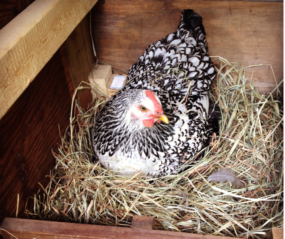 The Nesting Equation: How Many Nesting Boxes per Chicken?