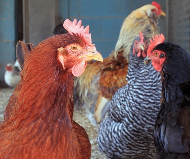 top-5-low-maintenance-chicken-breeds-perfect-for-busy-families