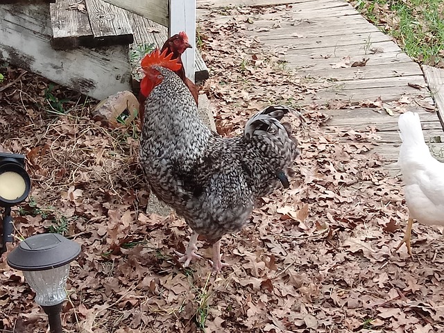 Barred Rock