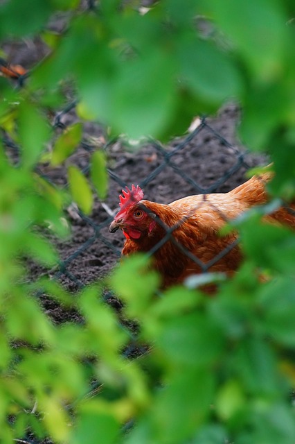 backyard chickens fence