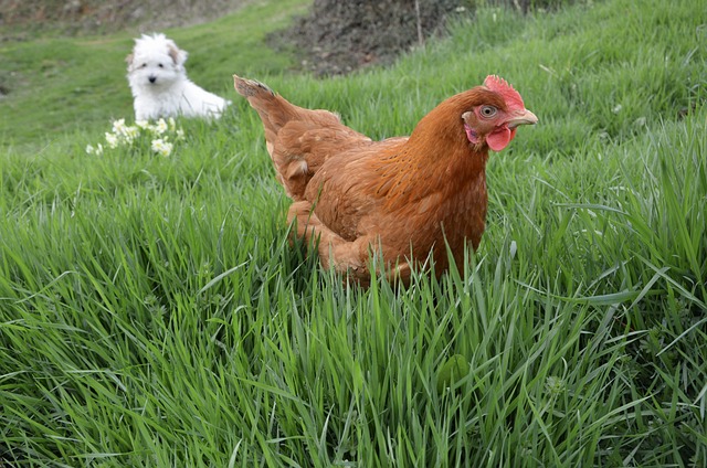 backyard chickens pets