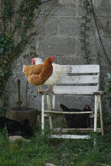 Chicken Obstacle Course