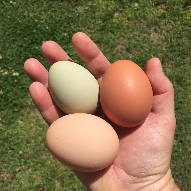 backyard chickens eggs