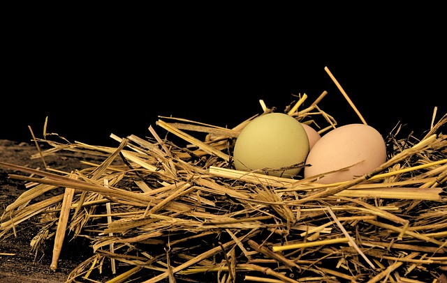 Average Egg Production per Chicken