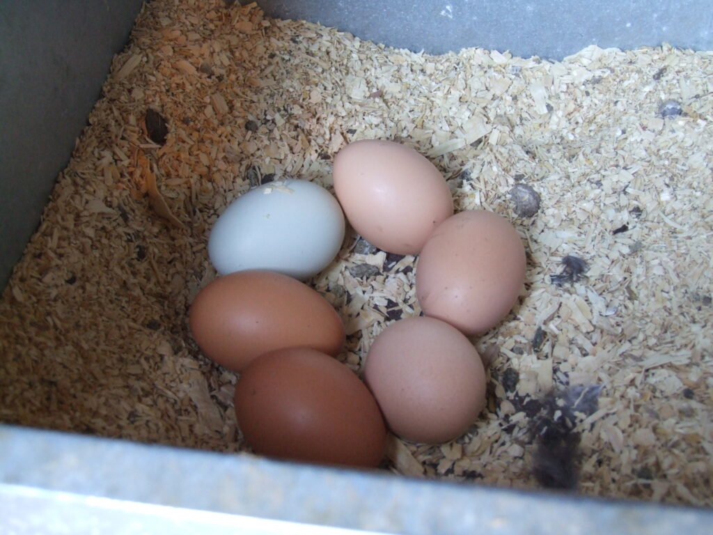 Chicken Nesting Box