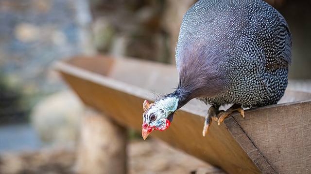 Guinea fowl