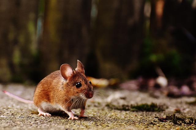 Mouse chicken coop