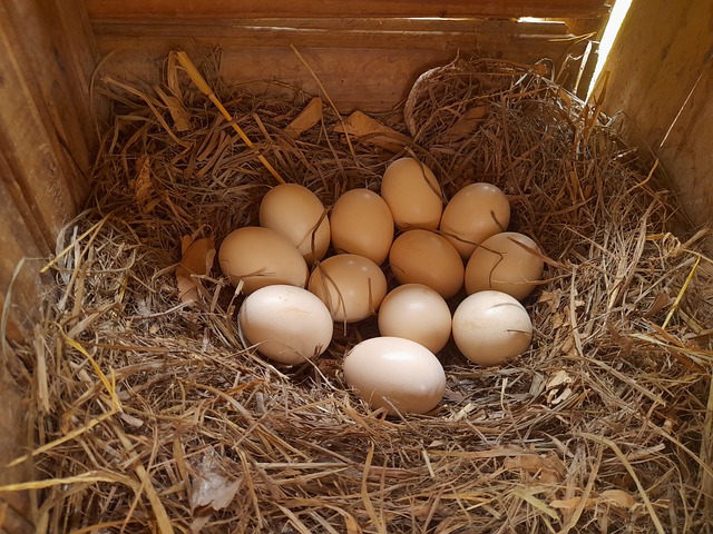 nesting boxes contributing to consistent egg-laying