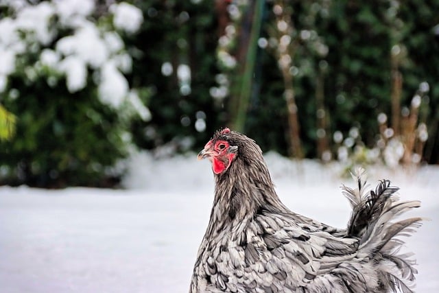 Buff Orpington