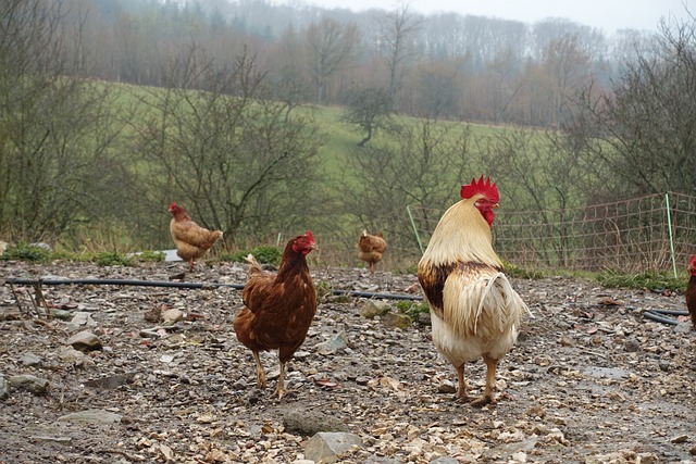 solar powered chicken run