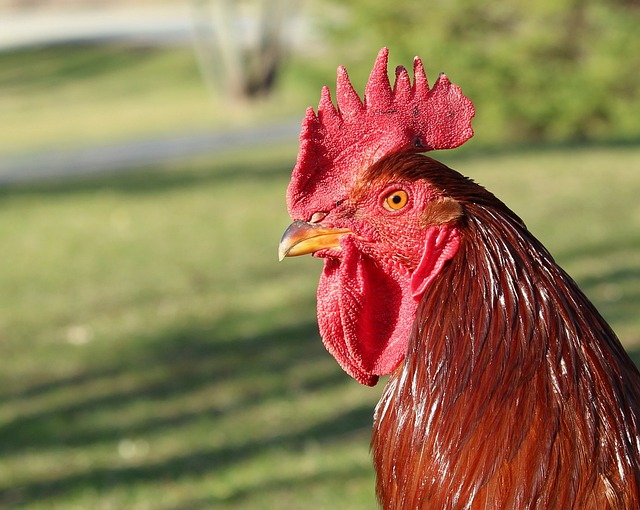 rhode island red rooster