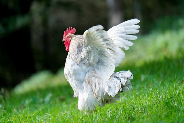 The Complex Dynamics of Rooster and Hen Relationships: Do They Mate for Life?