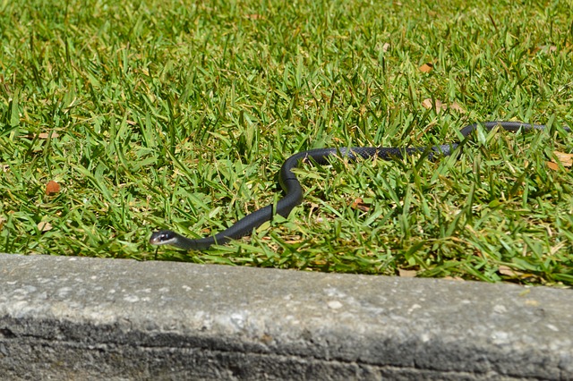 Farm Snake Keeping Snakes Away from Your Chicken Coop