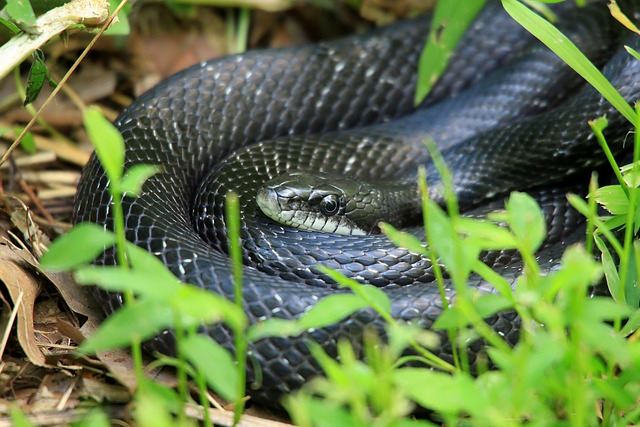 Keeping Snakes Away from Your Chicken Coop