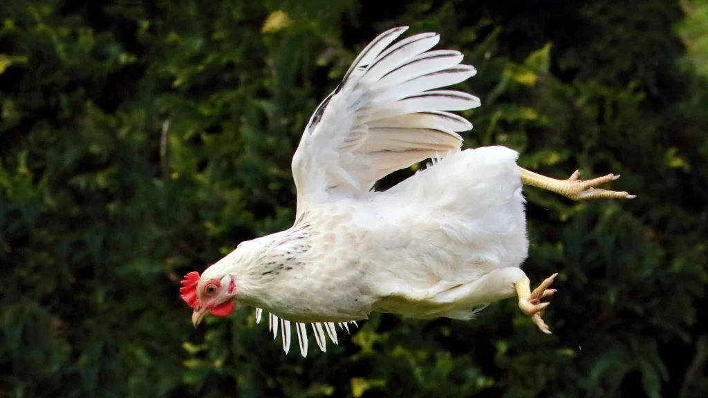 A white chicken flying
