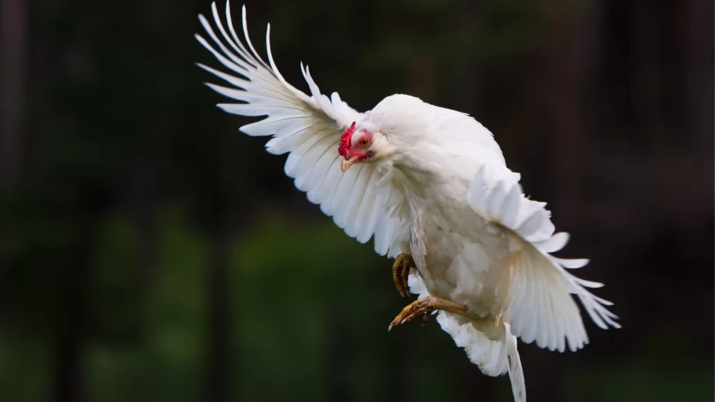 Can a Chicken Fly: Unveiling the Truth About Avian Capabilities