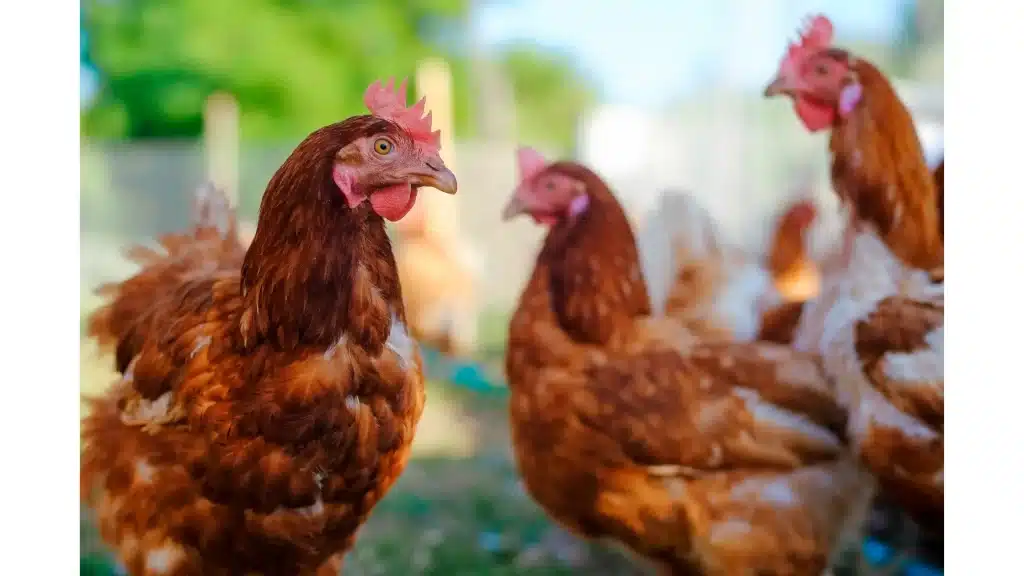 Compact Breeds: Choosing the Right Chickens