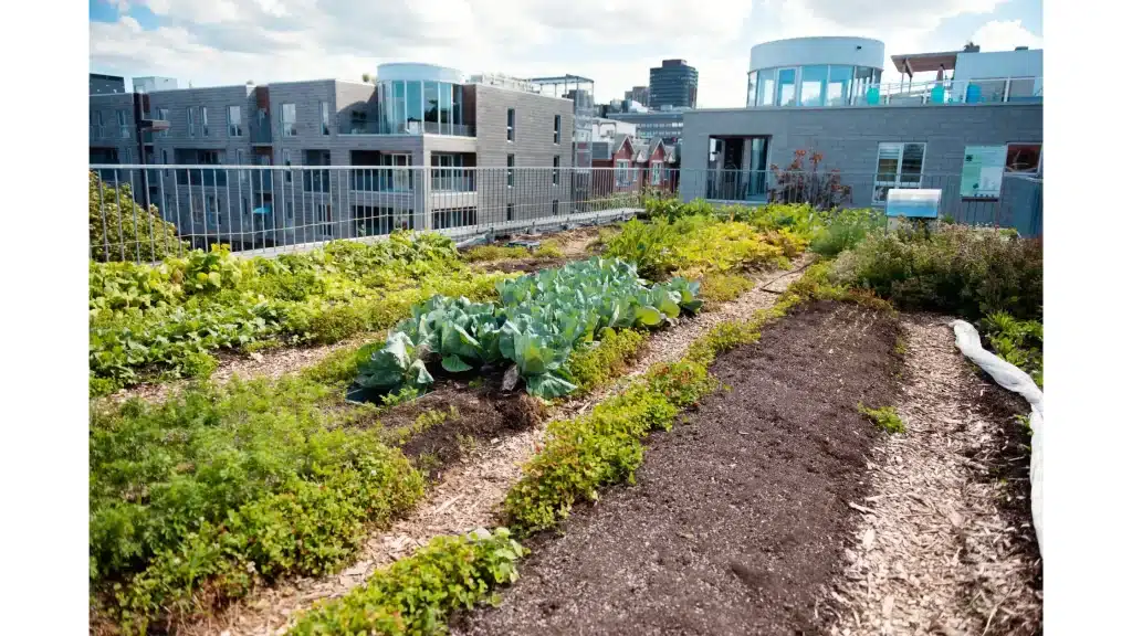 Rooftop Runs: Elevating Your Chicken Haven