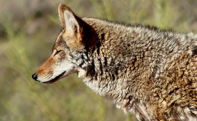 How to Keep Coyotes Away from Chicken Coop