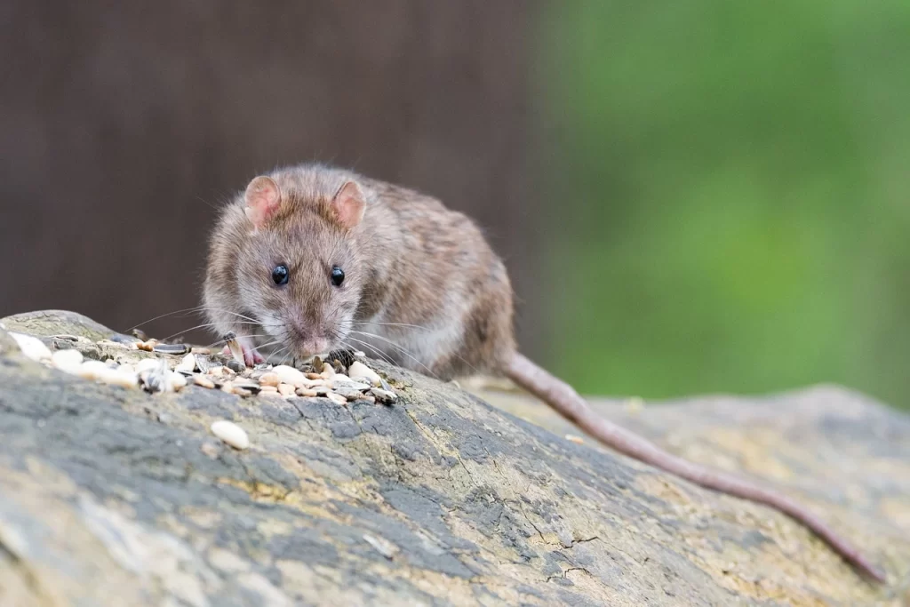 rat eating seeds