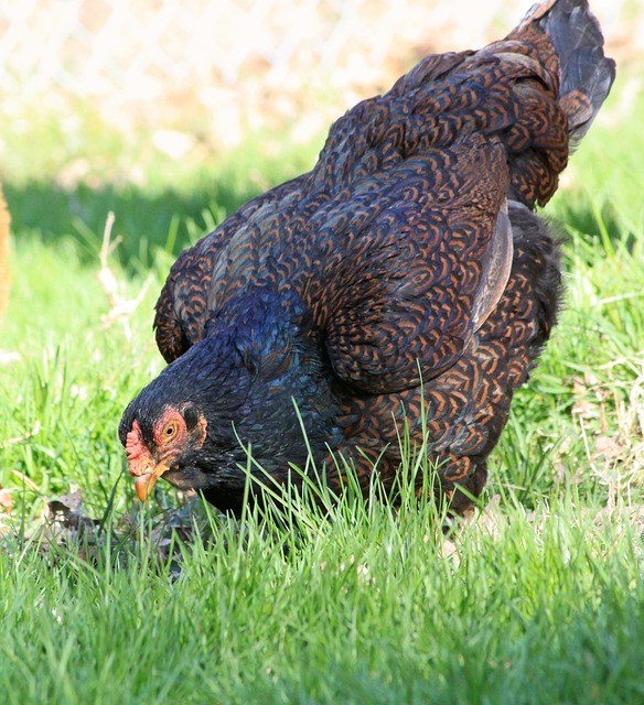 Cornish Hen - Raising Chickens for Meat