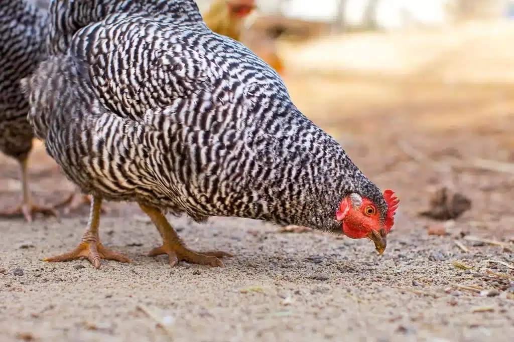 Common Chicken Feed and Nutrition Challenges and Solutions