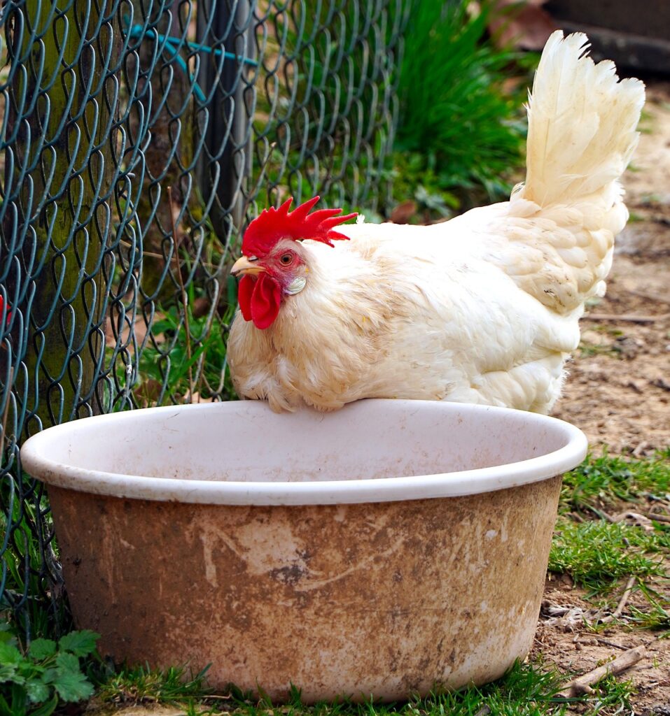 Raising Chickens Without Feed: Sustainable Alternatives for Flocks