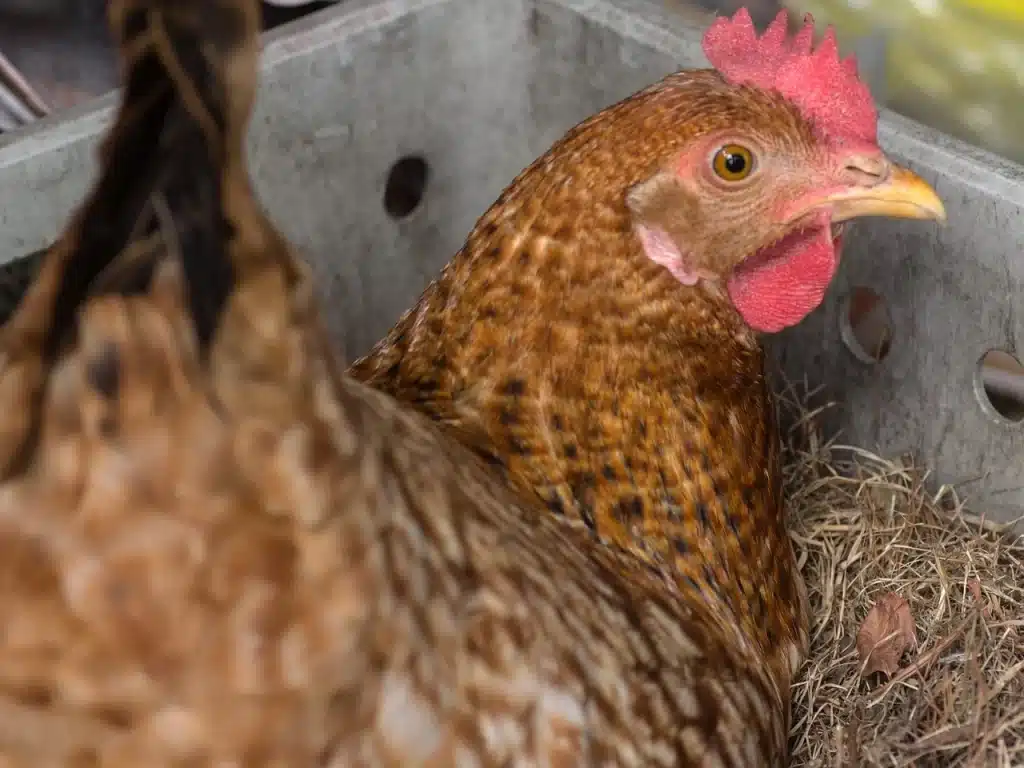 Chicken Egg Production: Maximizing Your Hen's Egg-Laying Potential
