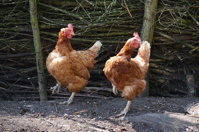 dancing chickens