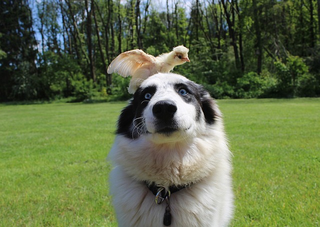 The Fun Side of Raising Chickens - Chicken on a dogs head