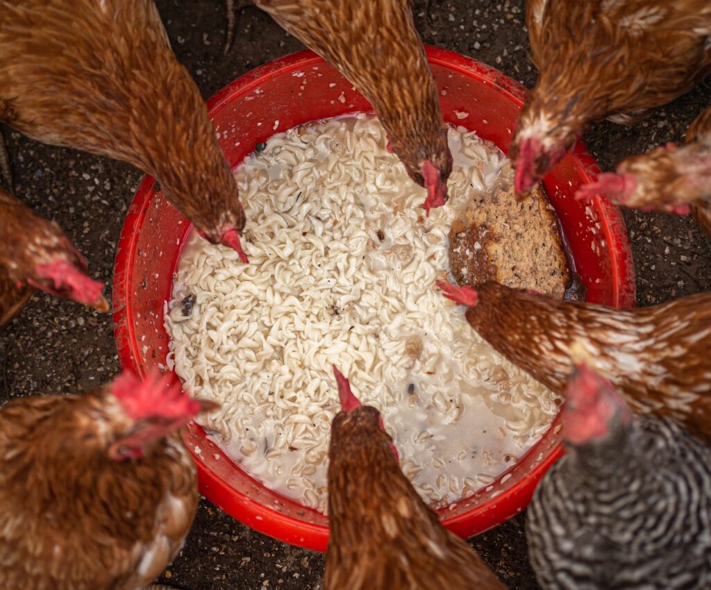 chickens eating sprouts