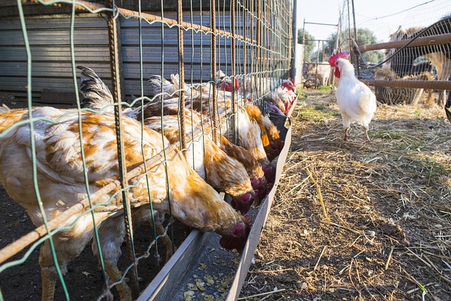 bossy rooster over hens eating