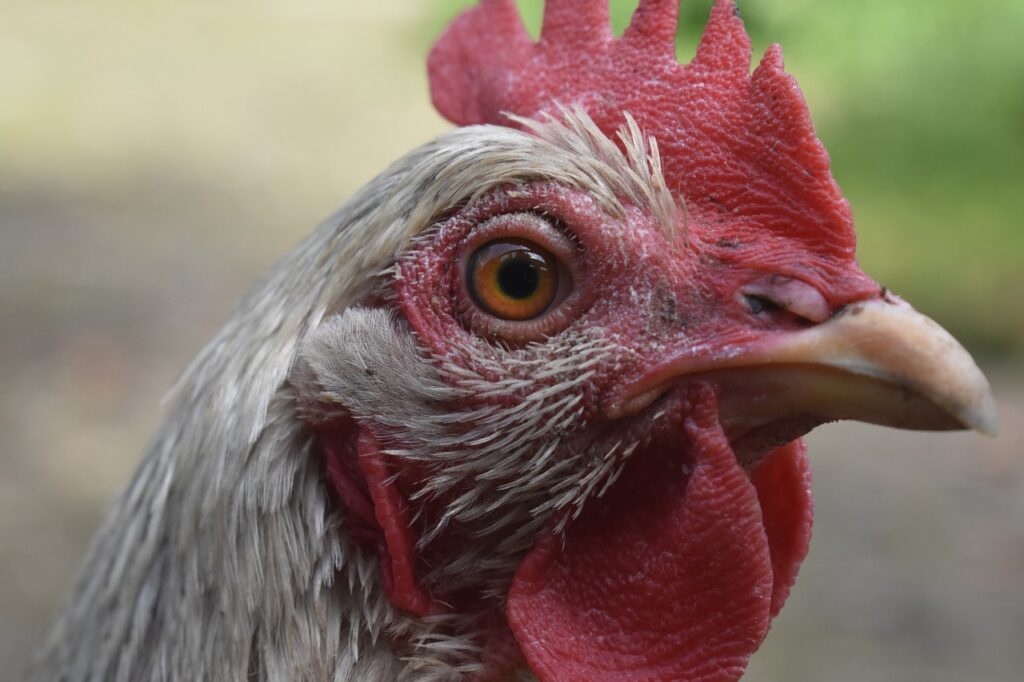 Guilty chicken who stopped laying eggs.