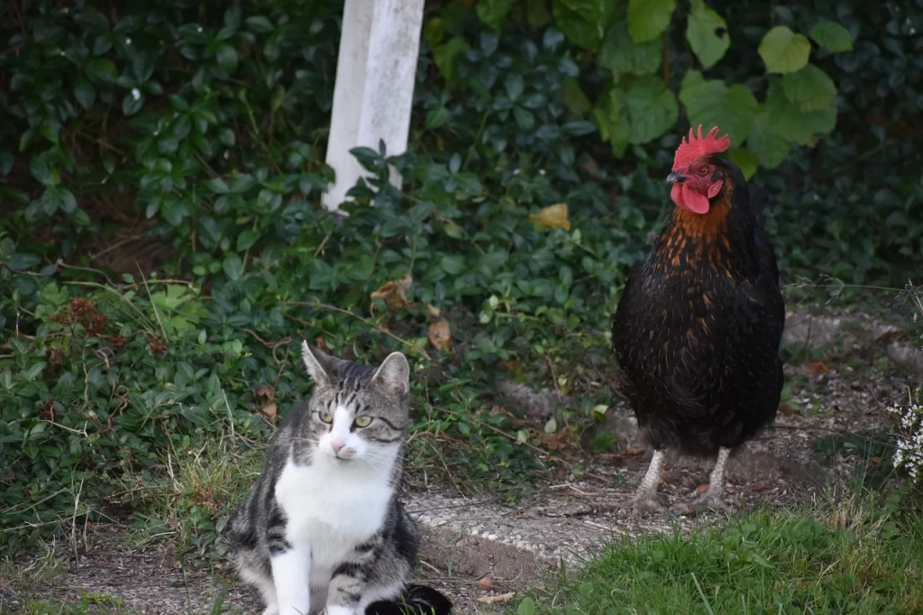 Chicken sneaking up on cat