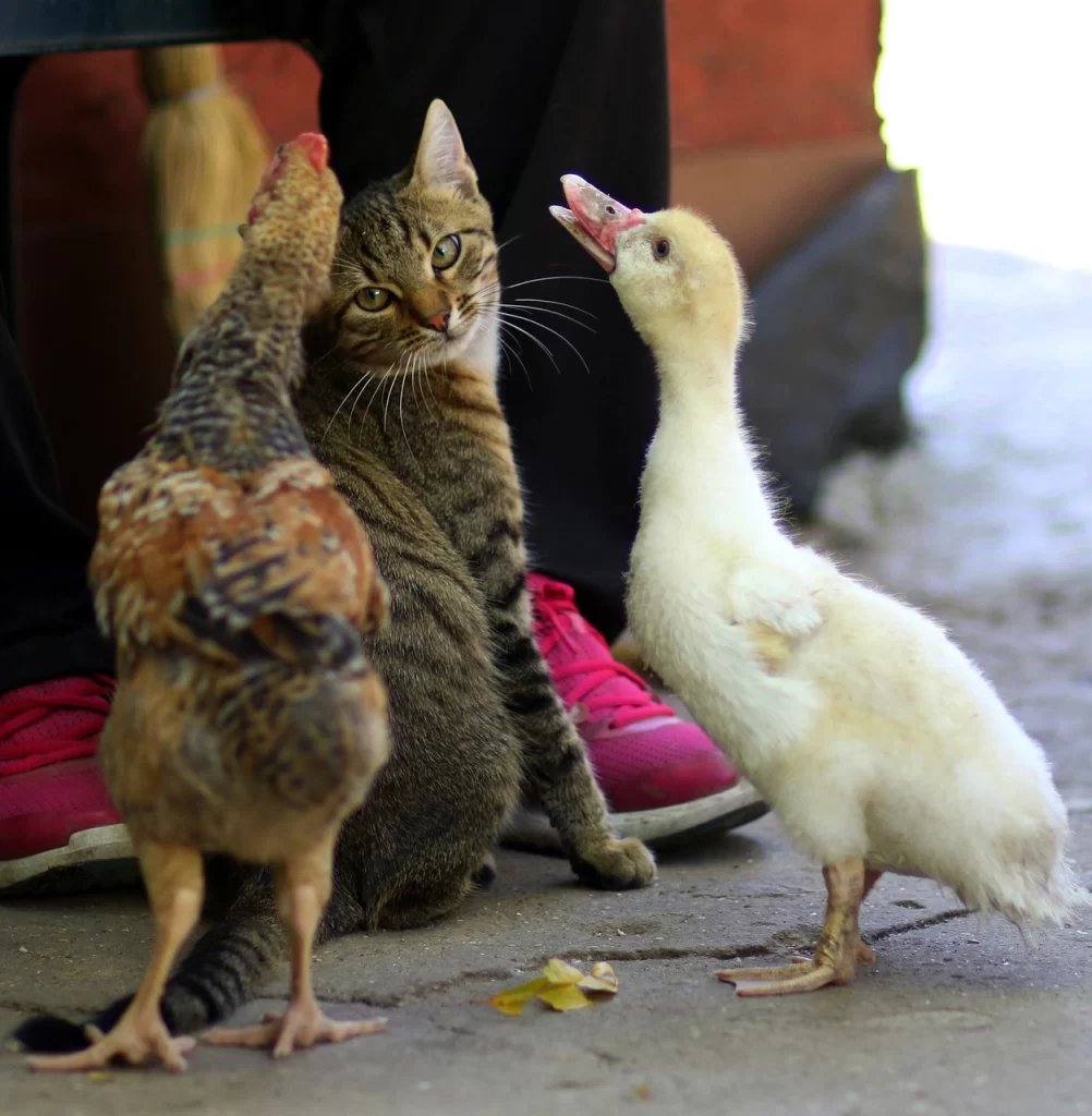 Cats and Chickens: Understanding the Dynamics of Multi-Species Co-Habitation